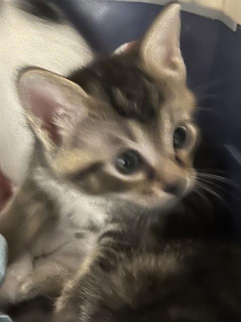 PRINCESS SAHARA, Adoptable, Kitten Female Domestic Short Hair.
