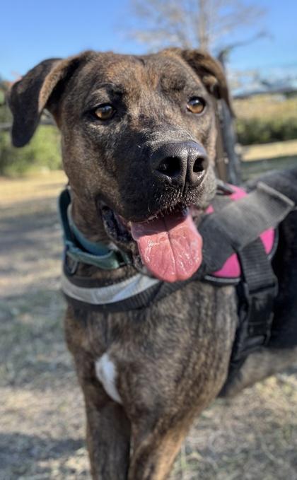 Tortoise, a Adoptable mixed breed in San Antonio, TX image 1/3