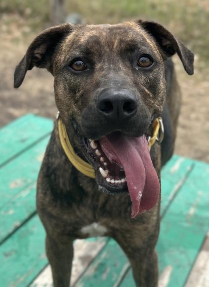 Tortoise, Adoptable, Adult Male American Staffordshire Terrier & Mixed Breed.