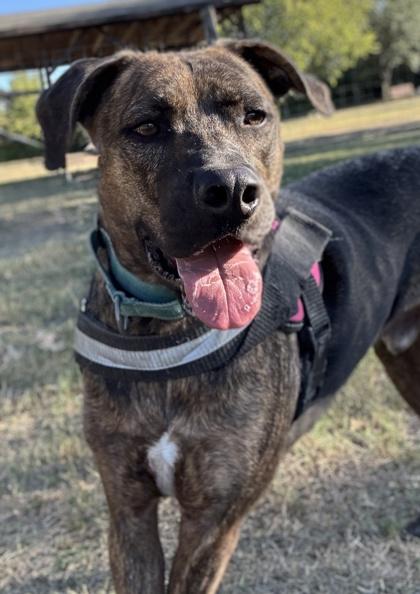 Tortoise — thumbnail 3