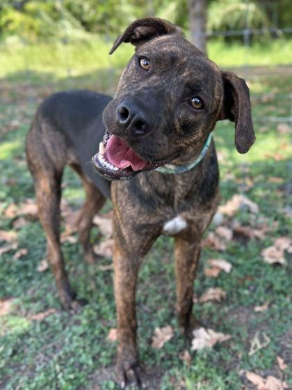 Tortoise, a Adoptable mixed breed in San Antonio, TX image 3/3