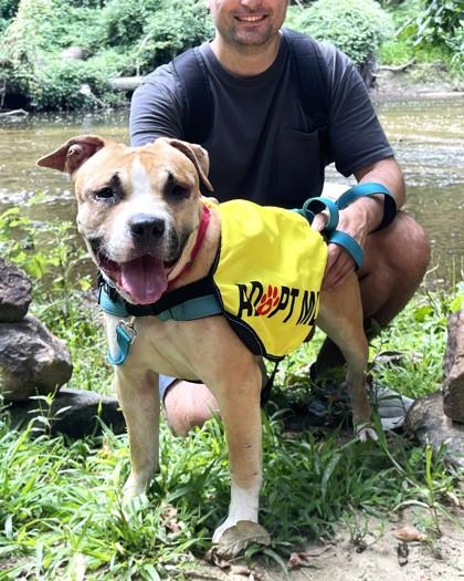 Olise, Adoptable, Adult Female Pit Bull Terrier & Mixed Breed.