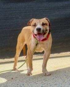 Olise, Adoptable, Adult Female Pit Bull Terrier & Mixed Breed.