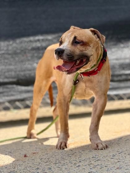 Enlarge Olise, a Adoptable mixed breed in Washington, DC image 2/3