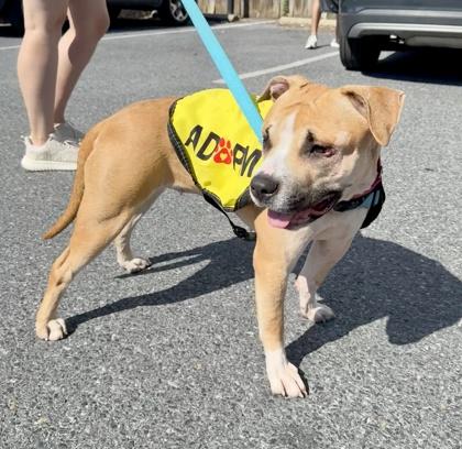 Olise, a Adoptable mixed breed in Washington, DC image 2/3