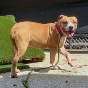 Enlarge Olise, a Adoptable mixed breed in Washington, DC image 3/3