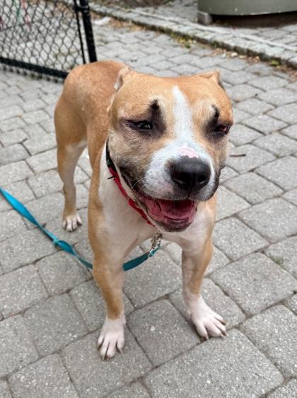 Olise, a Adoptable mixed breed in Washington, DC image 3/3