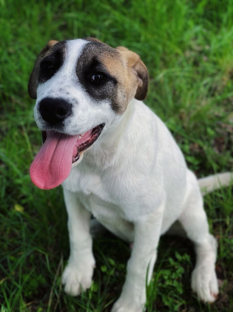 Jack, Adopted, Young Male Great Pyrenees & Labrador Retriever.