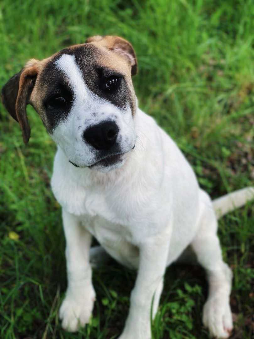 Enlarge Jack, a Adopted mixed breed in Austin, TX image 2/6