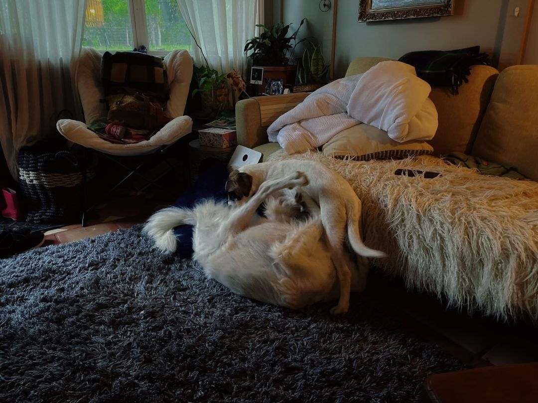 Enlarge Jack, a Adopted mixed breed in Austin, TX image 3/6