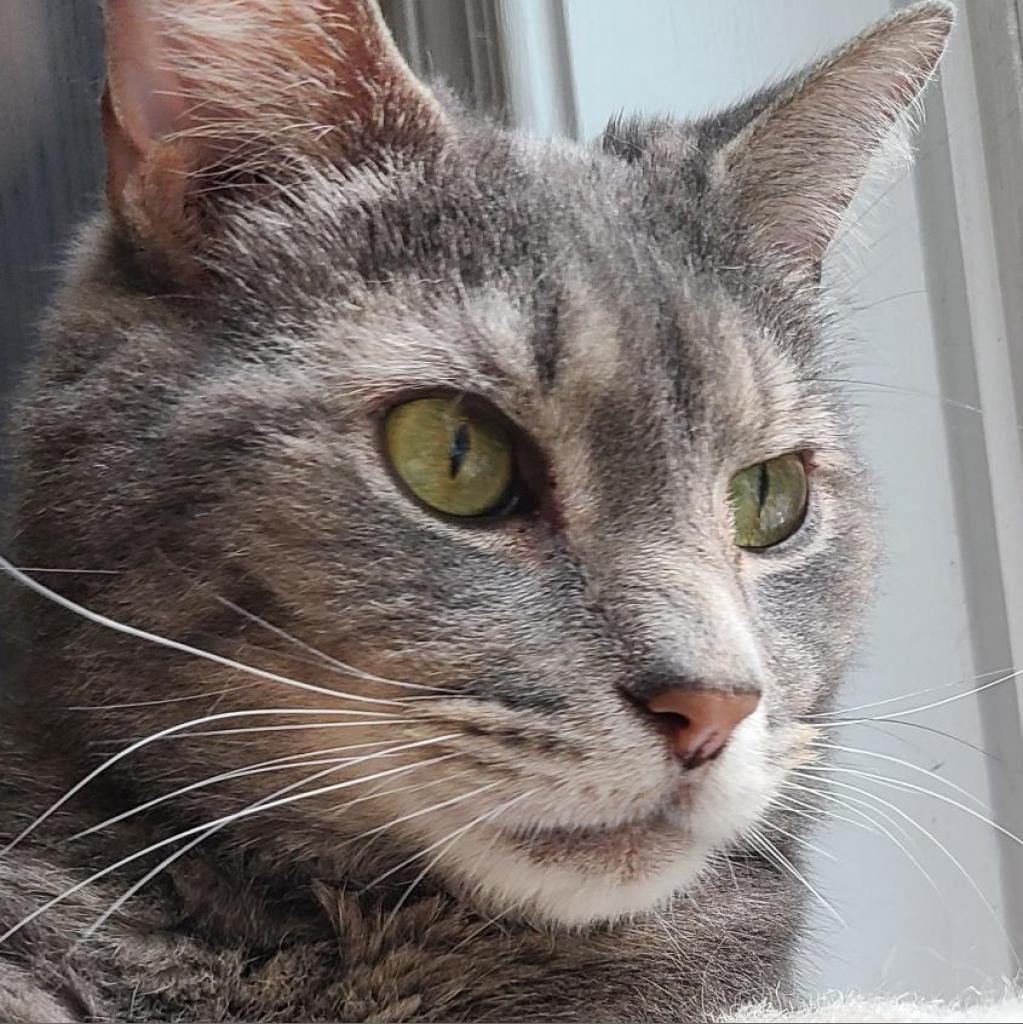Dinero (Fat Head), Adoptable, Adult Male Domestic Short Hair.