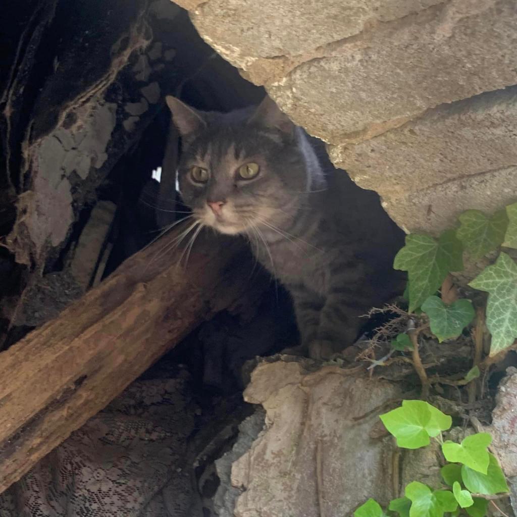 Dinero (Fat Head), a Adoptable Domestic Short Hair in Reisterstown, MD image 2/6