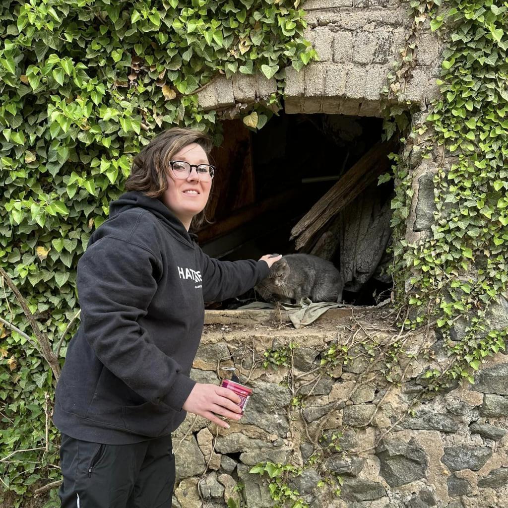 Dinero (Fat Head), a Adoptable Domestic Short Hair in Reisterstown, MD image 3/6