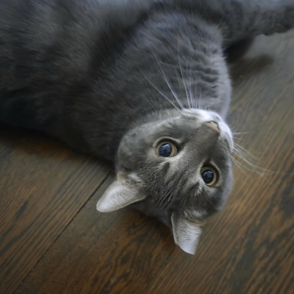 Enlarge Dinero (Fat Head), a Adoptable Domestic Short Hair in Reisterstown, MD image 2/5