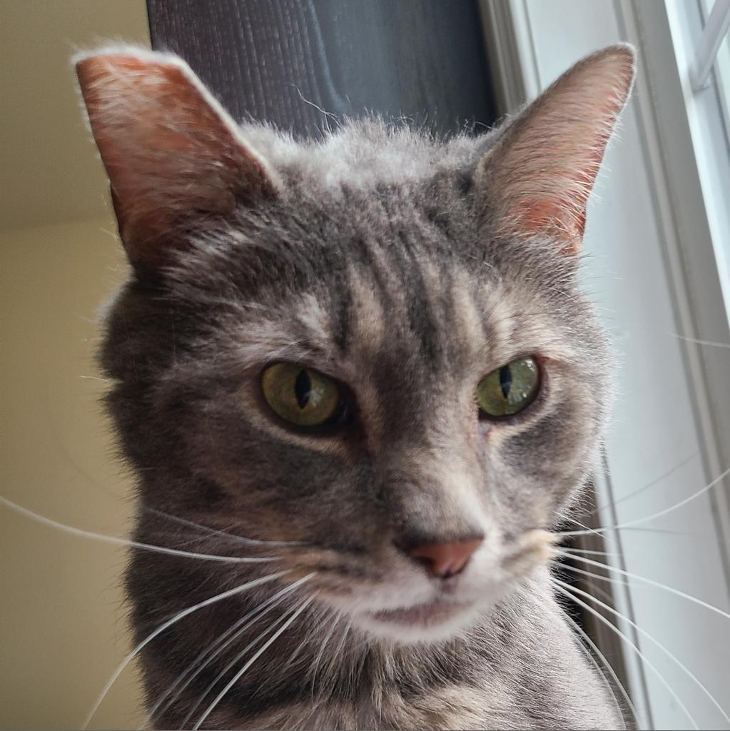 Dinero (Fat Head), a Adoptable Domestic Short Hair in Reisterstown, MD image 4/6