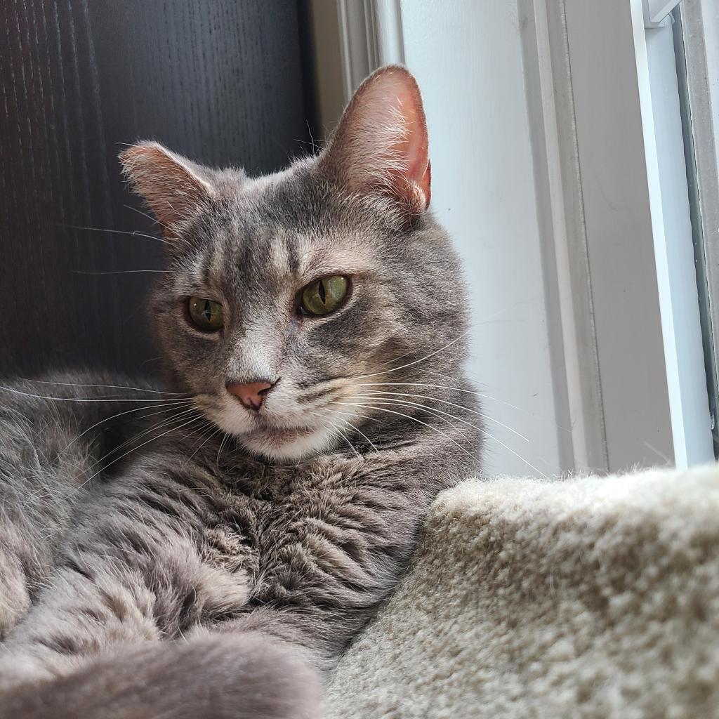 Dinero (Fat Head), a Adoptable Domestic Short Hair in Reisterstown, MD image 5/6