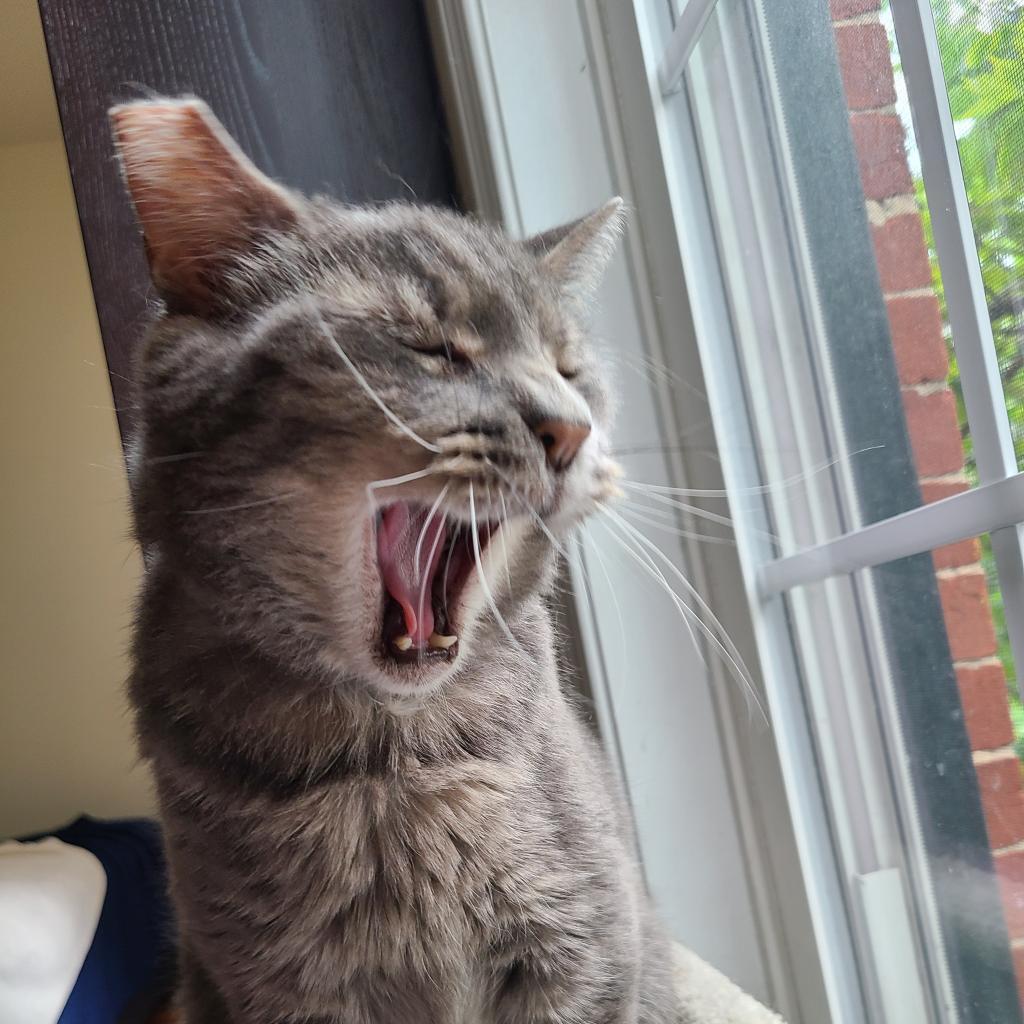 Dinero (Fat Head), a Adoptable Domestic Short Hair in Reisterstown, MD image 6/6