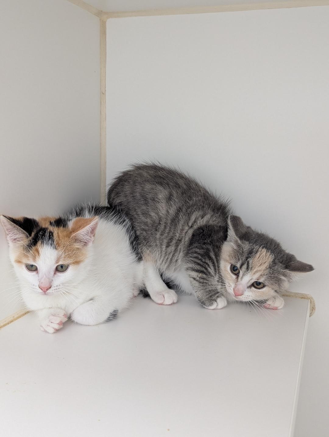Enlarge Yana and Yaqui, a ADOPTABLE Domestic Short Hair in Mount Vernon, OH image 1/1