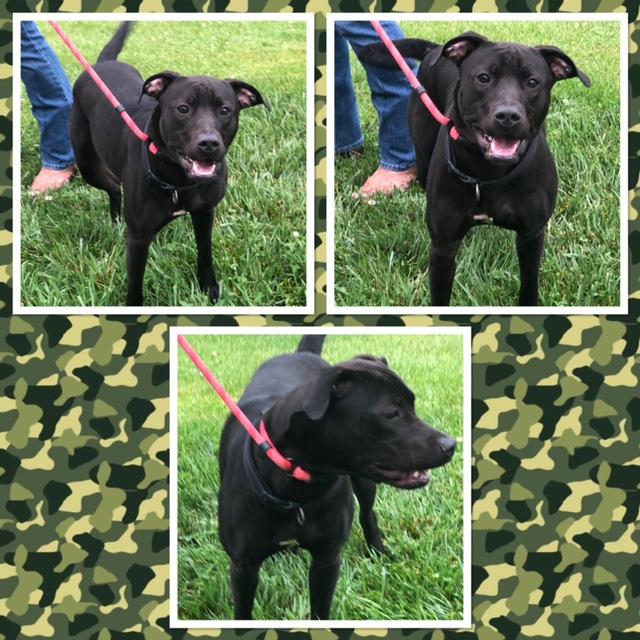 Enlarge JACK, a ADOPTABLE mixed breed in Buckhannon, WV image 1/1