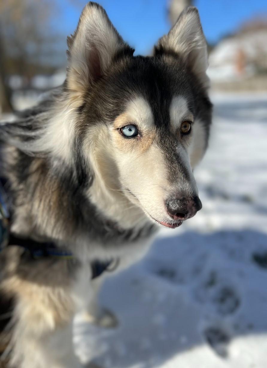 Enlarge Sasha, an adoptable mixed breed in Chester, VA image 1/6