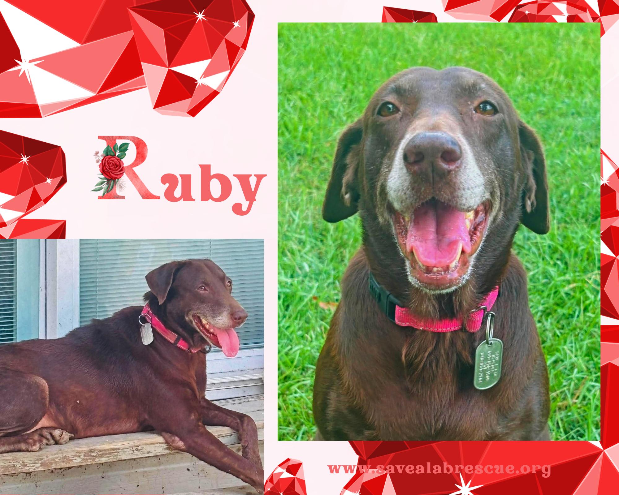 Ruby, adopted, Adult Female Labrador Retriever & Chocolate Labrador Retriever.