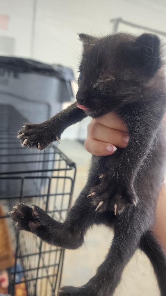 Enlarge Dakota, a Adoptable mixed breed in Brownwood, TX image 1/1