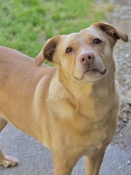 Dijon, Adoptable, Adult Female Labrador Retriever.