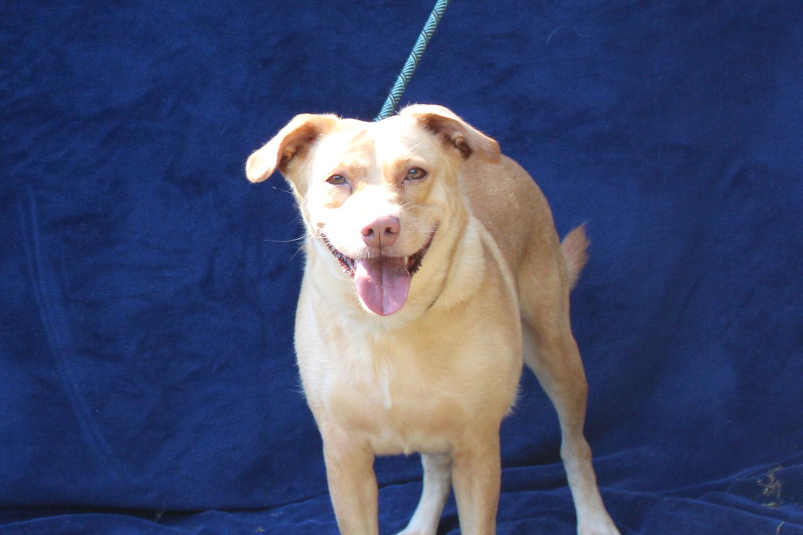 Dijon, Adoptable, Adult Female Labrador Retriever.