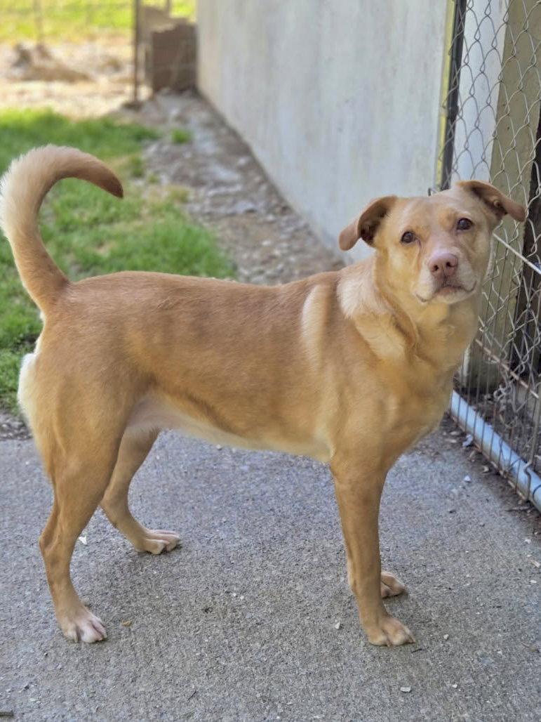Enlarge Dijon, a Adoptable Labrador Retriever in Chatsworth, GA image 2/2