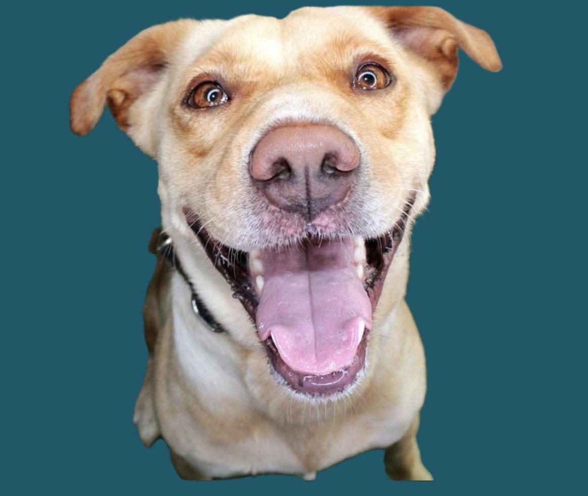 Enlarge Dijon, a Adoptable Labrador Retriever in Chatsworth, GA image 1/2