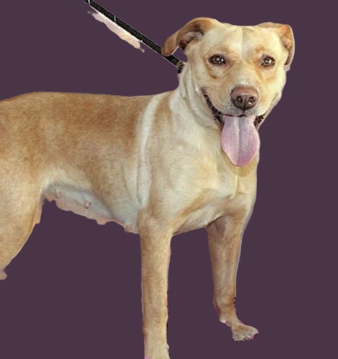 Enlarge Dijon, a Adoptable Labrador Retriever in Chatsworth, GA image 2/2