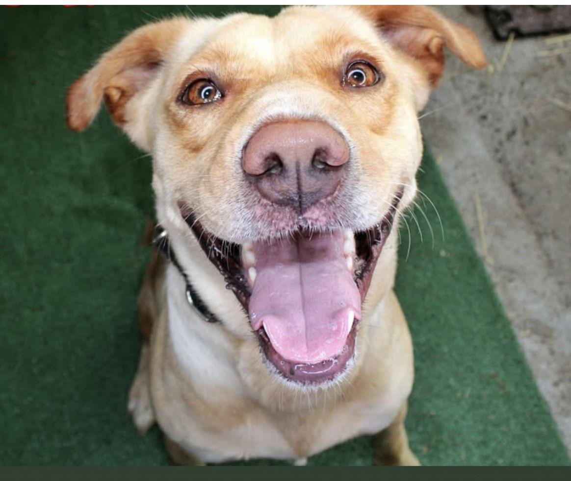 Dijon, a Adoptable Labrador Retriever in Chatsworth, GA image 2/3
