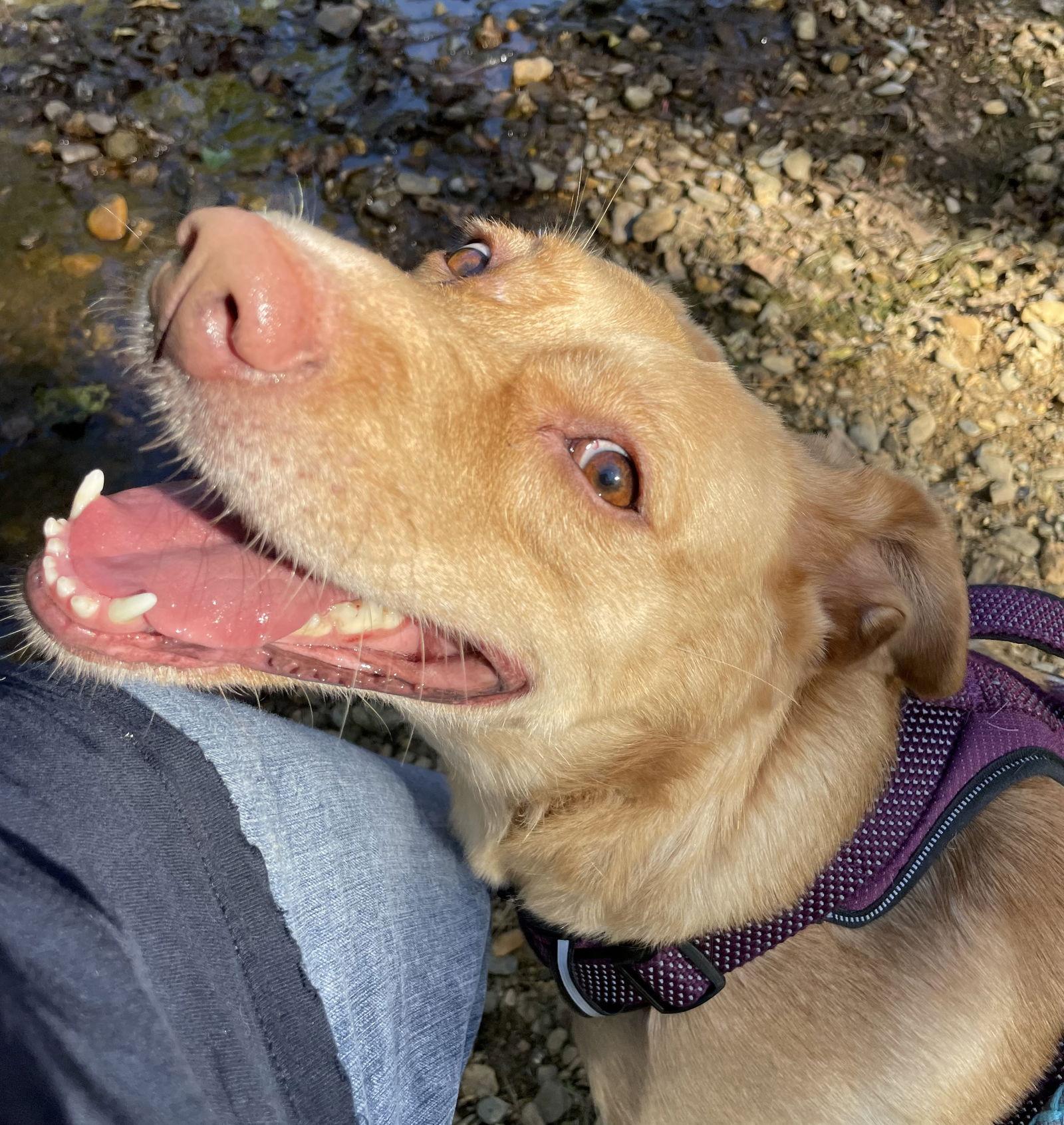 Dijon, a Adoptable Labrador Retriever in Chatsworth, GA image 3/3