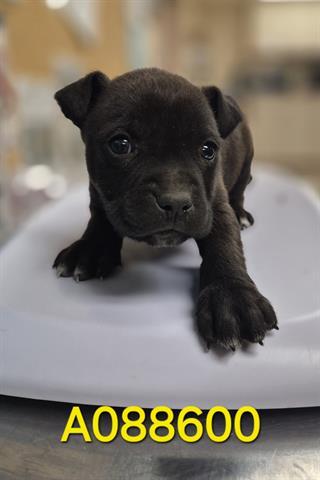 WHEELJACK, Adoptable, Puppy Male Pit Bull Terrier.