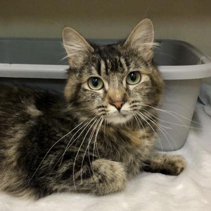 Enlarge Livy, an adopted mixed breed in Sacramento, CA image 2/3