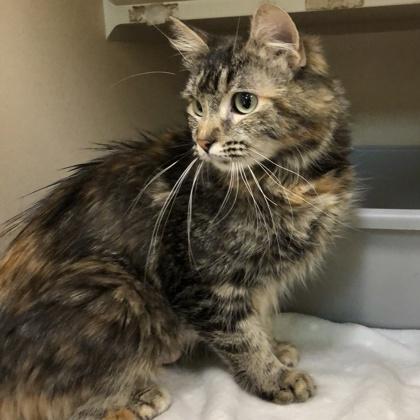 Enlarge Livy, an adopted mixed breed in Sacramento, CA image 3/3