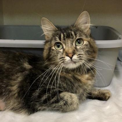 Enlarge Livy, an adopted mixed breed in Sacramento, CA image 1/3