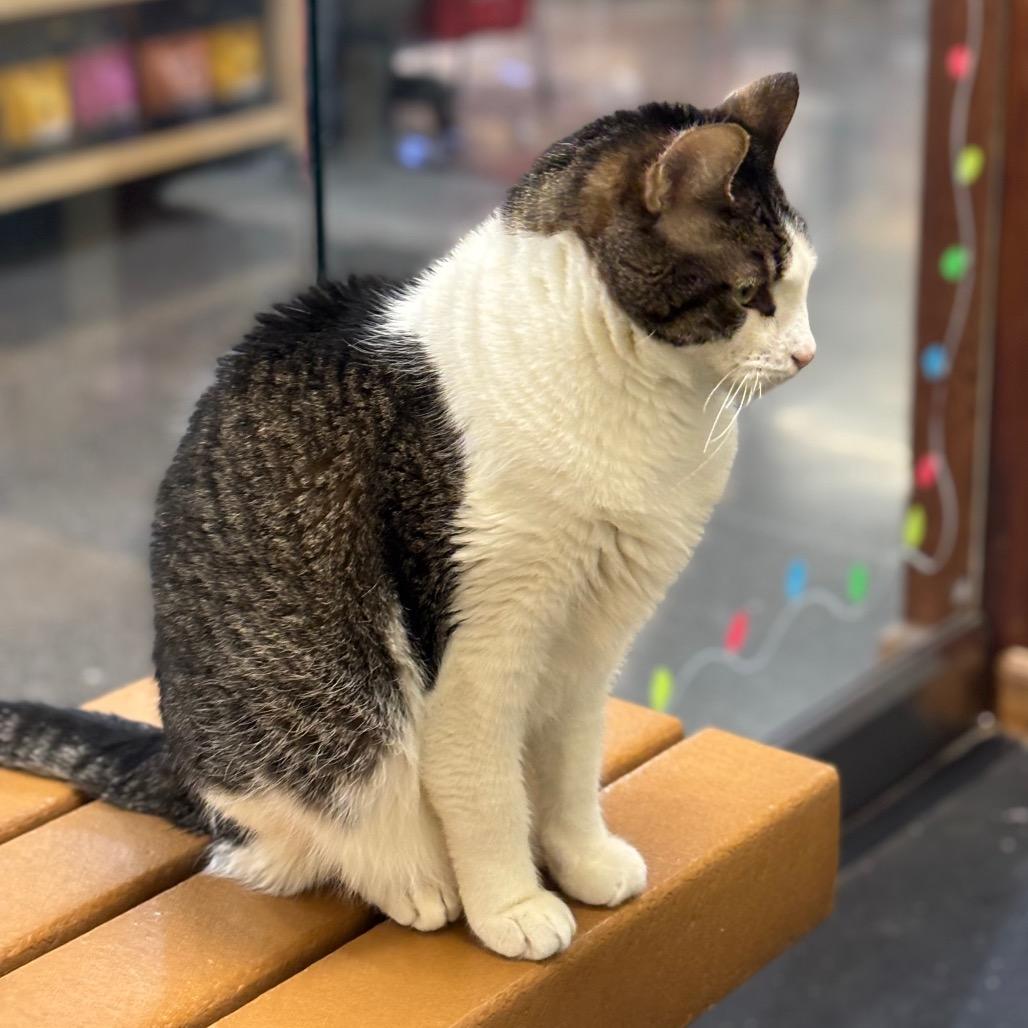 Trent, Adoptable, Senior Male Domestic Short Hair.