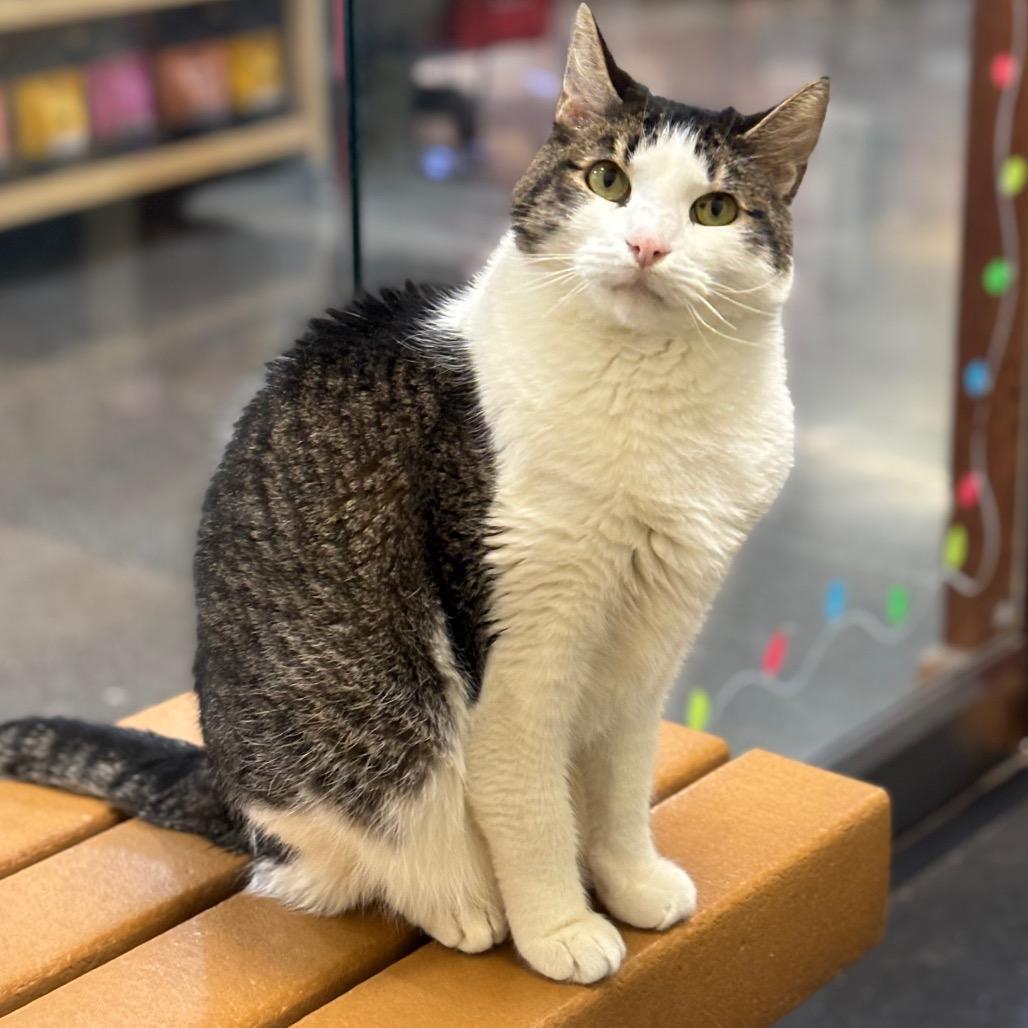 Enlarge Trent, a Adoptable Domestic Short Hair in Morgan Hill, CA image 2/6