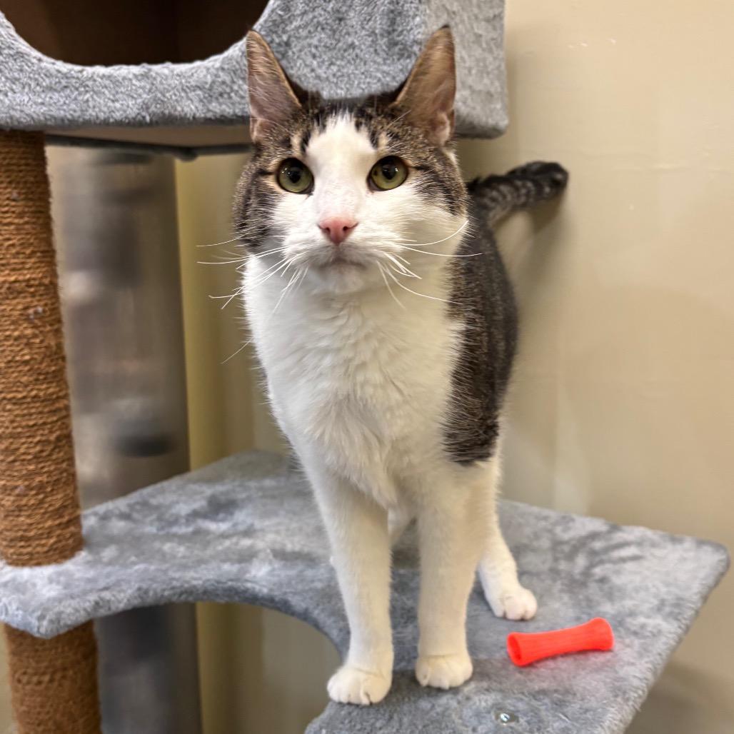 Enlarge Trent, a Adoptable Domestic Short Hair in Morgan Hill, CA image 4/6