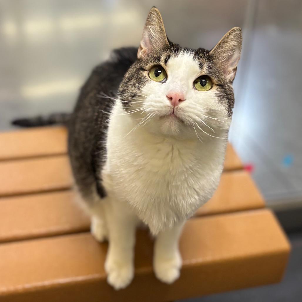 Enlarge Trent, a Adoptable Domestic Short Hair in Morgan Hill, CA image 5/6