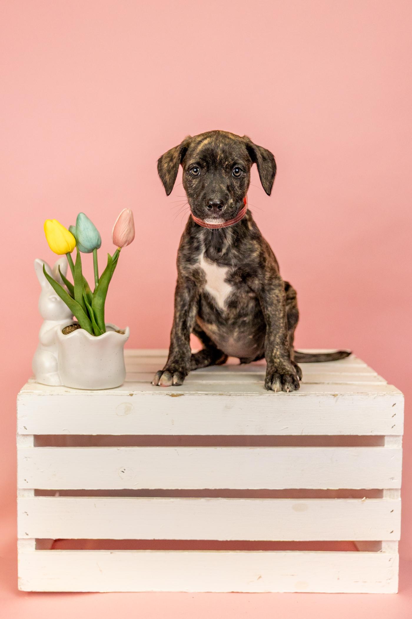 242-26, ADOPTABLE, Puppy Female Labrador Retriever & Hound.