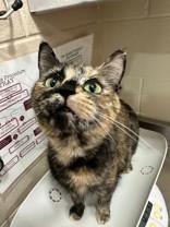Cornmeal, ADOPTABLE, Adult Female Domestic Short Hair.