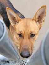 Fargo, Adult Male German Shepherd Dog