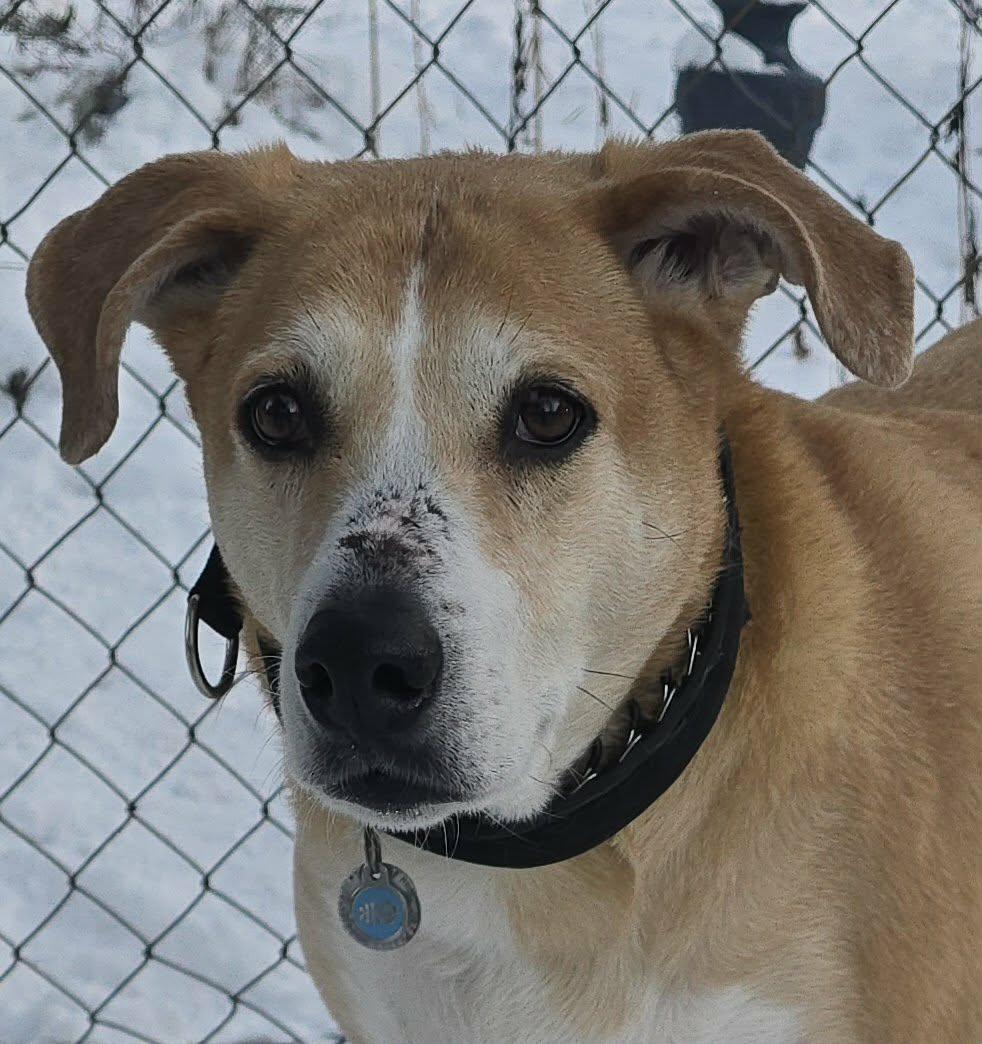 Tandoori, a ADOPTABLE mixed breed in Newport, TN image 3/6