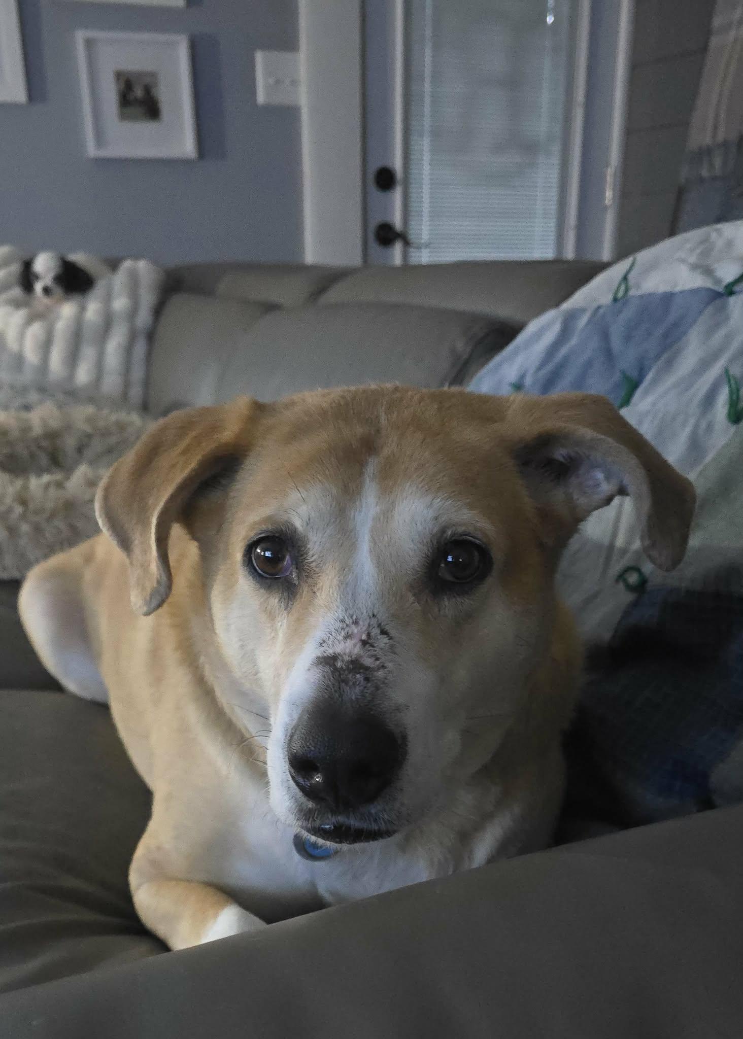 Tandoori, a ADOPTABLE mixed breed in Newport, TN image 2/6