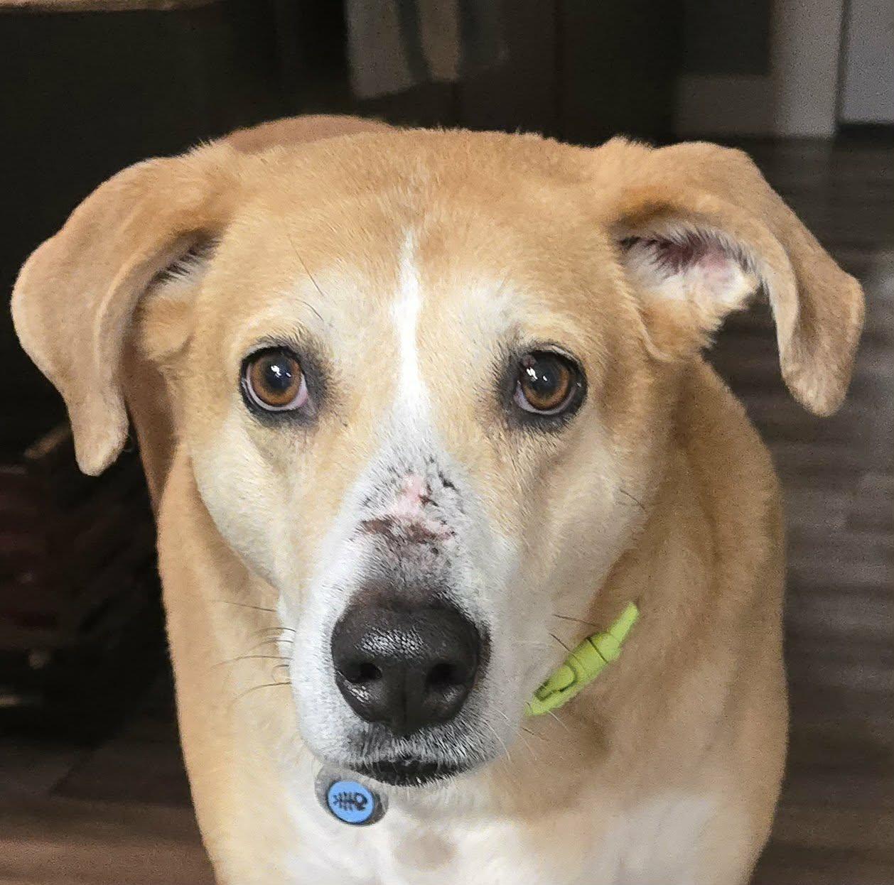 Tandoori, a ADOPTABLE mixed breed in Newport, TN image 1/6