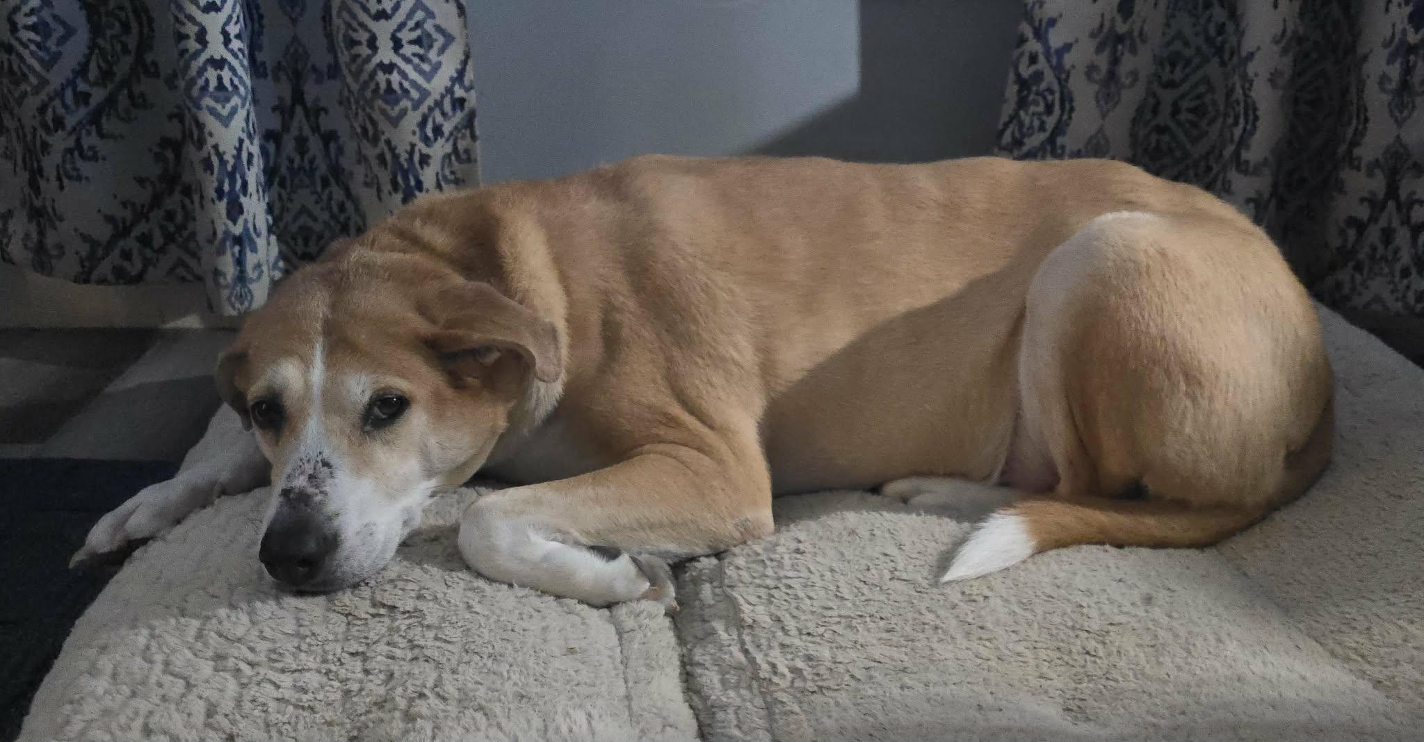 Tandoori, a ADOPTABLE mixed breed in Newport, TN image 5/6