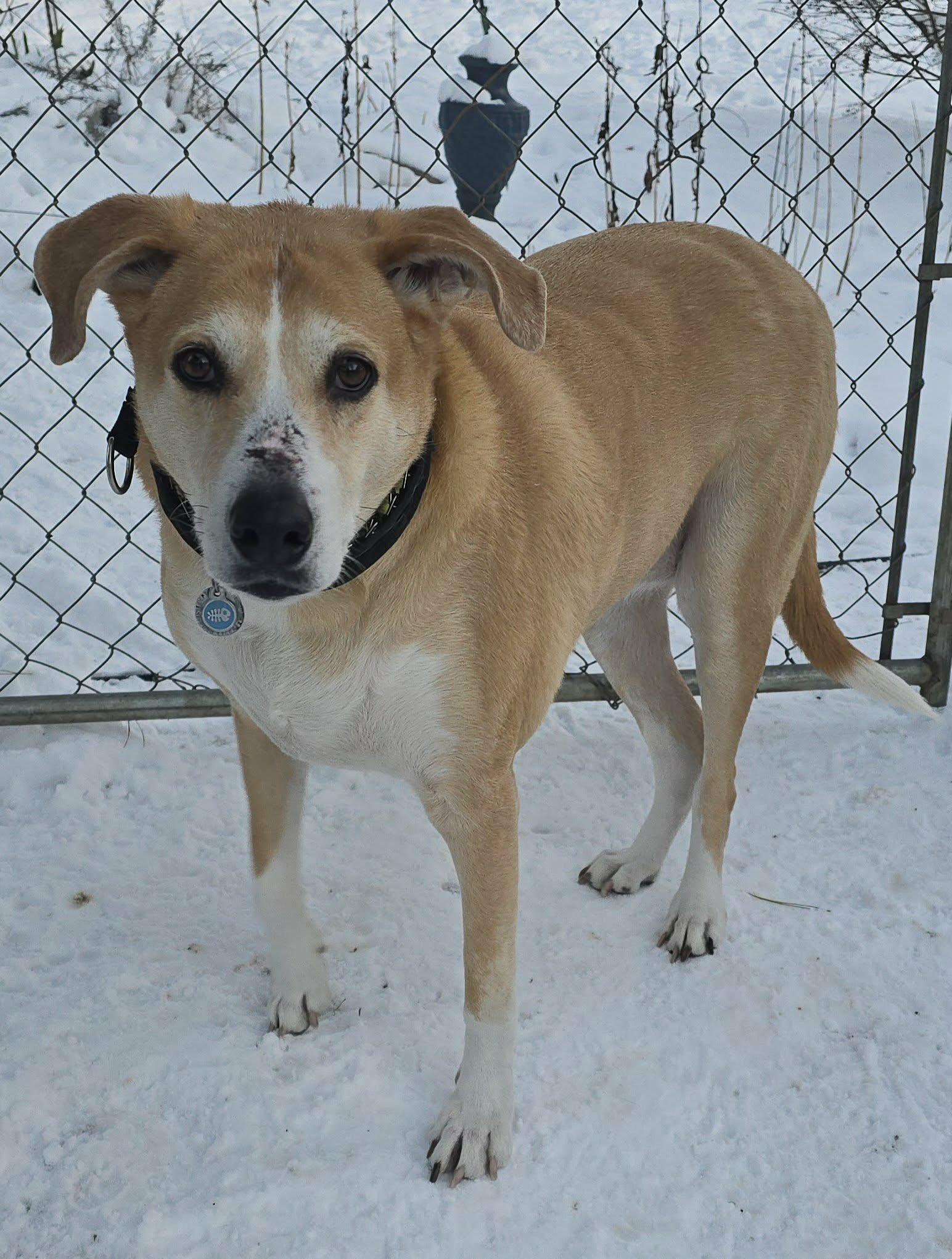 Tandoori, a ADOPTABLE mixed breed in Newport, TN image 4/6