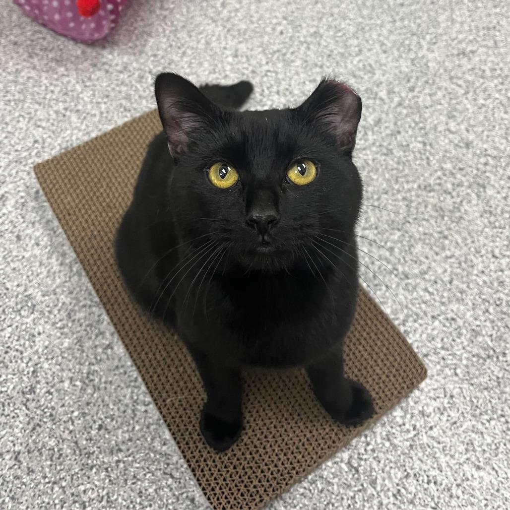 Enlarge Toothless, a Adoptable Domestic Short Hair in Grand Rapids, MI image 1/5